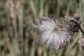 Close up of dried purple thistle flower feather, flying seed ready for dispersal, thistledown. Royalty Free Stock Photo