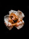 Close up dried rose flower with dark background Royalty Free Stock Photo