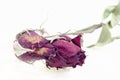 Close up of dried rose flower head Royalty Free Stock Photo
