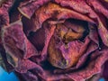 Close up dried rose flower Royalty Free Stock Photo