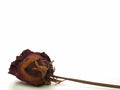 Close up dried rose flower head. Royalty Free Stock Photo