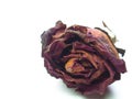 Close up dried rose flower head , blossom petal. Royalty Free Stock Photo
