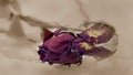 Close up of dried rose flower head in vintage tone Royalty Free Stock Photo