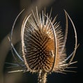 Close up of the dried seed head of a common teasel Dipsacus fullonum Royalty Free Stock Photo