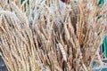 Close-up of dried stalks of wheat