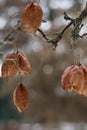 Staphylea, called bladdernuts on a tree in autumn, selective focus Royalty Free Stock Photo