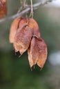 Staphylea, called bladdernuts on a tree in autumn, selective focus Royalty Free Stock Photo