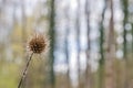 Close-up of a dried Teasel comb or wild thistle flower head Royalty Free Stock Photo