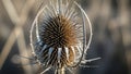 Close up of a dried teasel Dipsacus plant with a spiky cone shaped flower head Royalty Free Stock Photo