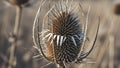 Close up of a dried teasel Dipsacus plant with a spiky cone shaped flower head Royalty Free Stock Photo