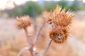 Close-up Of Dried Thistle Flower In Autumn