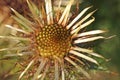 Dried Thistle Flower In Winter