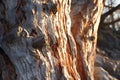 close-up of dried up tree bark in sunlight Royalty Free Stock Photo