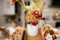 Close-Up of Dried Tulips in Vase Royalty Free Stock Photo