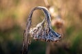 A close up of a dried up sunflower in winter Royalty Free Stock Photo