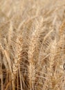 close-up dried wheat plant ready to be harvested,dry wheat ears,wheat ears Royalty Free Stock Photo