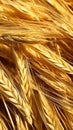 Close up of dried wheat stalks with lighted with sunny light. Vertical illustration. Harvest concept, screensaver Royalty Free Stock Photo