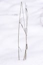 Close-up dried wisps covered with snow, tiny grass pressed by snow cap in wintertime