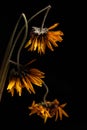 Close-up of dried yellow gerbera daisy flowers on black background Royalty Free Stock Photo