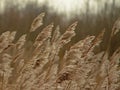 Ivory Reed plumes waving in the wind - poaceae