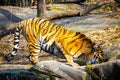 Close up drinking tiger portrait on sunny day Royalty Free Stock Photo