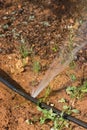 Breakage of the drip irrigation rubber in an agricultural field Royalty Free Stock Photo