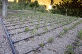 Close Up Drip Irrigation System. Water-saving drip irrigation system used in a tomato field. Royalty Free Stock Photo