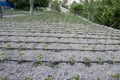 Close Up Drip Irrigation System. Water-saving drip irrigation system used in a tomato field. Royalty Free Stock Photo