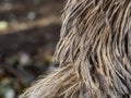 Close up dromaius novaehollandie plumage