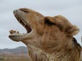 Close up of a dromedary or Arabian camel
