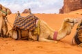 Arabian Camel adult resting in the red desert Royalty Free Stock Photo