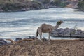 Close up of a dromedary on a bank of the Nile