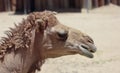 A Close Up of a Dromedary Camel Royalty Free Stock Photo