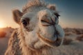 Close-up of a dromedary camel in the desert during a golden hour sunset Royalty Free Stock Photo