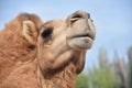 Close Up with a Dromedary Camel in the Desert