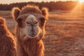 Close-up of a dromedary camel facing forward during golden hour, with blurred desert background Royalty Free Stock Photo