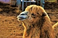 Close up of a dromedary in its natural environment. Royalty Free Stock Photo
