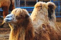 Close up of a Dromedary muzzle Royalty Free Stock Photo