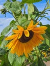 Drooping Yellow Sunflower On Plant