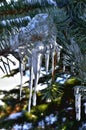 Close up of  drop like Icicles on green Pine Tree branch during Winter in Transylvania. Royalty Free Stock Photo