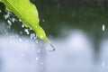 Close up drop of rain falling from green leaf with splashing water drops background. Royalty Free Stock Photo