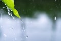 Close up drop of rain falling from green leaf with splashing water drops background. Ecology concept Royalty Free Stock Photo