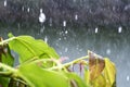 Close up drop of rain falling from green leaf with splashing water drops background Royalty Free Stock Photo