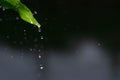 Close up drop of rain falling from green leaf with splashing water drops on dark background Royalty Free Stock Photo