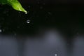 Close up drop of rain falling from green leaf with splashing water drops on dark background Royalty Free Stock Photo