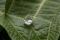 Close-up of a drop of rain on a leaf