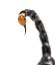 Close-up of a drop of venom on the tail of a Emperor scorpion