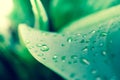 Close up drop of water on the big green leaf using as background Royalty Free Stock Photo