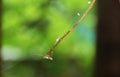 drop of water on branch with spider net after raining in garden Royalty Free Stock Photo