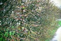 Close up of a drop of water on branches of bushes after rain in early spring Royalty Free Stock Photo